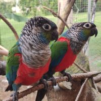 Conures à ventre rouge