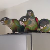 Conures à ventre rouge #2