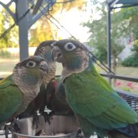 Conures à ventre rouge #3