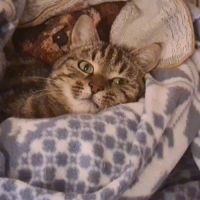 Olivia - femelle 3 pattes #1