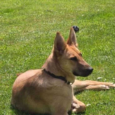 June, jeune croisée berger recherche sa famille ! #3