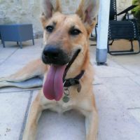 June, jeune croisée berger recherche sa famille !