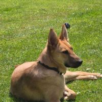 June, jeune croisée berger recherche sa famille ! #3