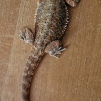 Pogona mâle et une femelle