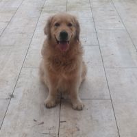 Chiots mâles golden retriever à réserver #1