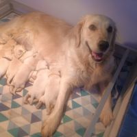 Chiots mâles golden retriever à réserver #2