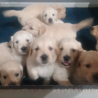 Chiots mâles golden retriever à réserver #0