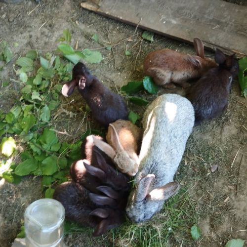 Petits lapins #4
