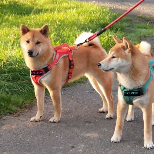 À réserver chiots mâles shiba inu lof #0