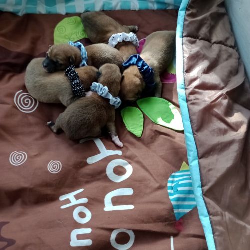 À réserver chiots mâles shiba inu lof #3