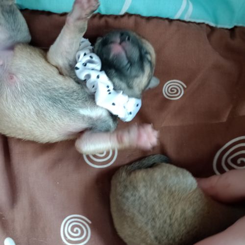 À réserver chiots mâles shiba inu lof #4