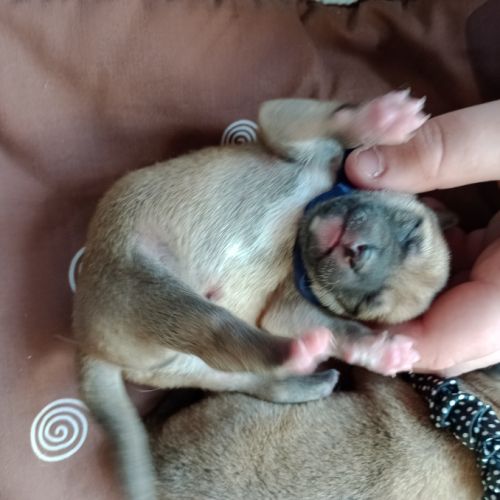 À réserver chiots mâles shiba inu lof #5