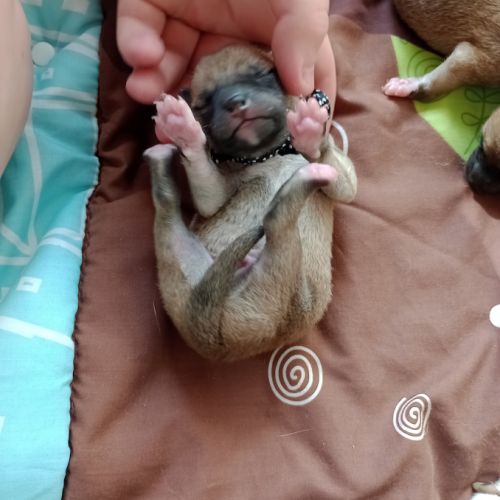 À réserver chiots mâles shiba inu lof #6