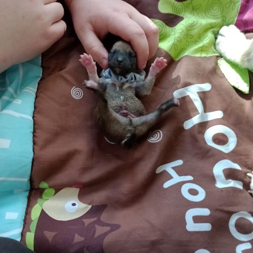 À réserver chiots mâles shiba inu lof #8