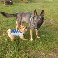 À réserver chiots mâles shiba inu lof #2