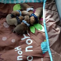 À réserver chiots mâles shiba inu lof #3