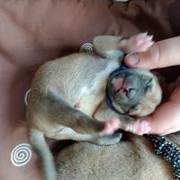 À réserver chiots mâles shiba inu lof #5