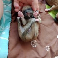 À réserver chiots mâles shiba inu lof #6