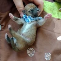 À réserver chiots mâles shiba inu lof #7