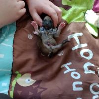 À réserver chiots mâles shiba inu lof #8