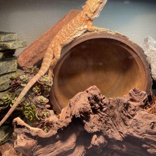 Pogona femelle à adopter #1