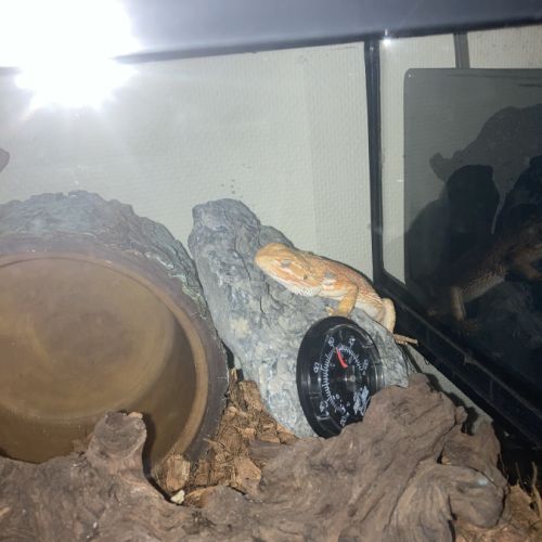 Pogona femelle à adopter #3