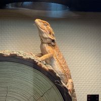 Pogona femelle à adopter