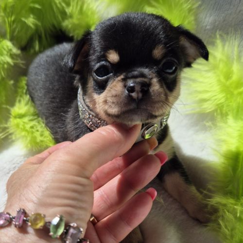 Chihuahuas mâles lof #2