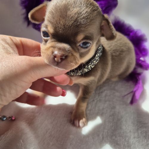 Chihuahuas mâles lof #3