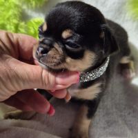 Chihuahuas mâles lof #1