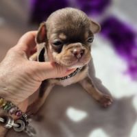 Chihuahuas mâles lof