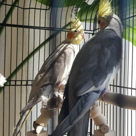 Couple perruche calopsitte avec cage et acc.