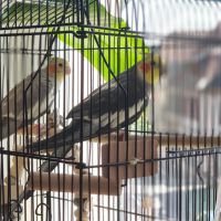 Couple perruche calopsitte avec cage et acc. #1