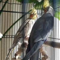 Couple perruche calopsitte avec cage et acc. #0