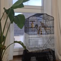 Couple perruche calopsitte avec cage et acc. #3