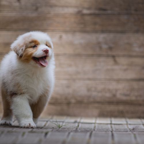 Chiots bergers australiens lof et testes #1