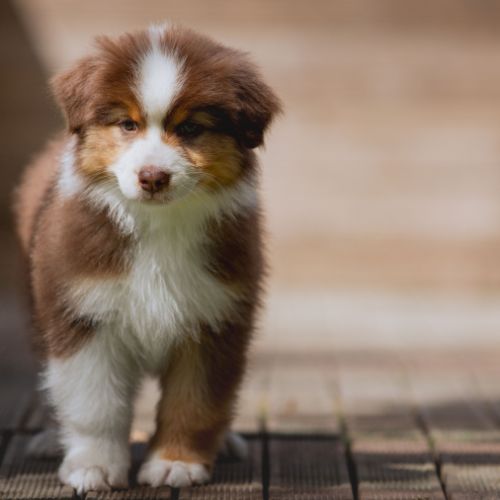 Chiots bergers australiens lof et testes #3