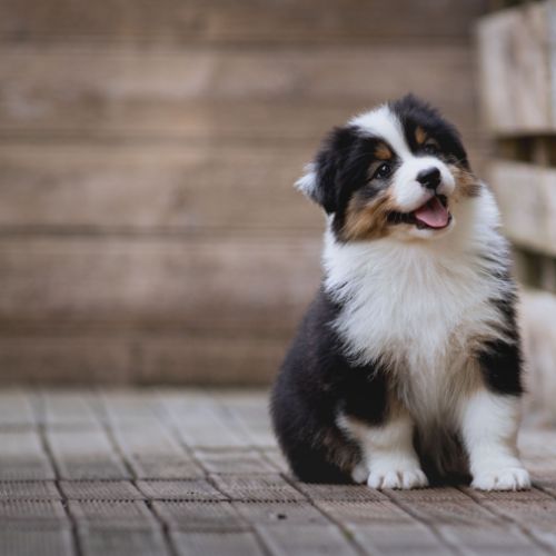 Chiots bergers australiens lof et testes #4