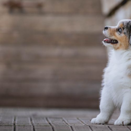 Chiots bergers australiens lof et testes #0