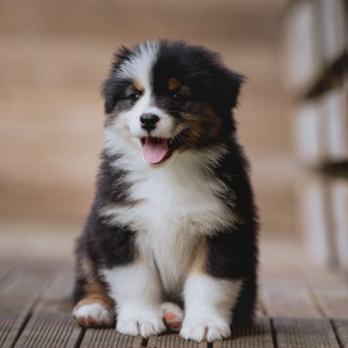 Chiots bergers australiens lof et testes #6