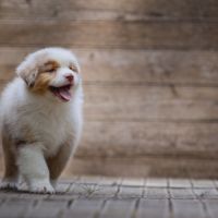 Chiots bergers australiens lof et testes #1