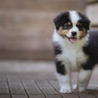 Chiots bergers australiens lof et testes #2