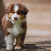 Chiots bergers australiens lof et testes #3