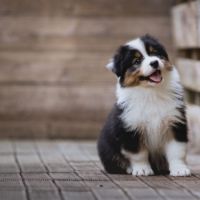 Chiots bergers australiens lof et testes #4