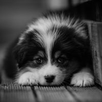 Chiots bergers australiens lof et testes #7