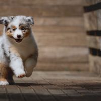 Chiots bergers australiens lof et testes #8