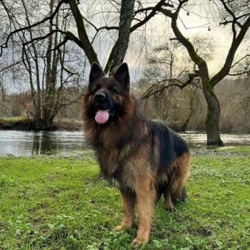 Splendide chiots berger allemand poils long, lof #1