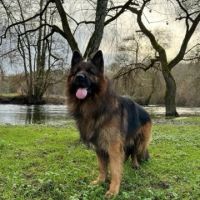 Splendide chiots berger allemand poils long, lof #1