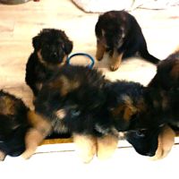 Splendide chiots berger allemand poils long, lof #0
