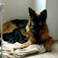 Splendide chiots berger allemand poils long, lof #3